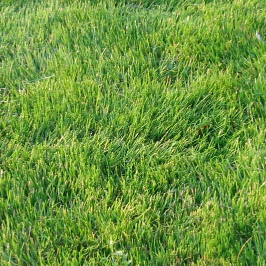 Close-up of green grass - HarvestNest Seeds