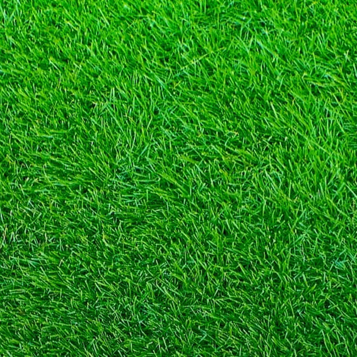 Close-up of green grass texture - Empire Zoysia Grass Seeds
