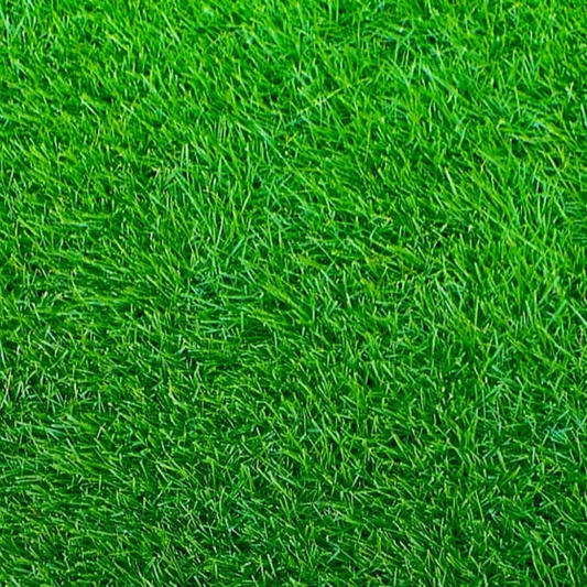 Close-up of green grass texture - Empire Zoysia Grass Seeds