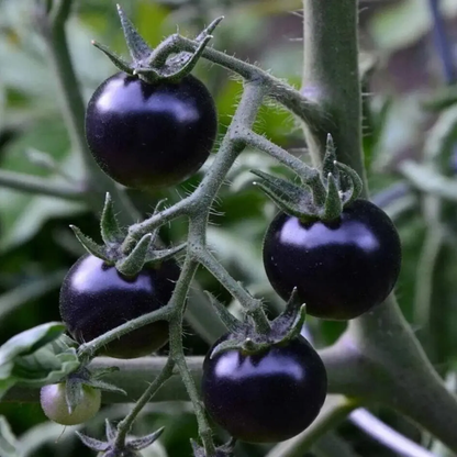 100 Rare European Black Cherry Tomato Seeds