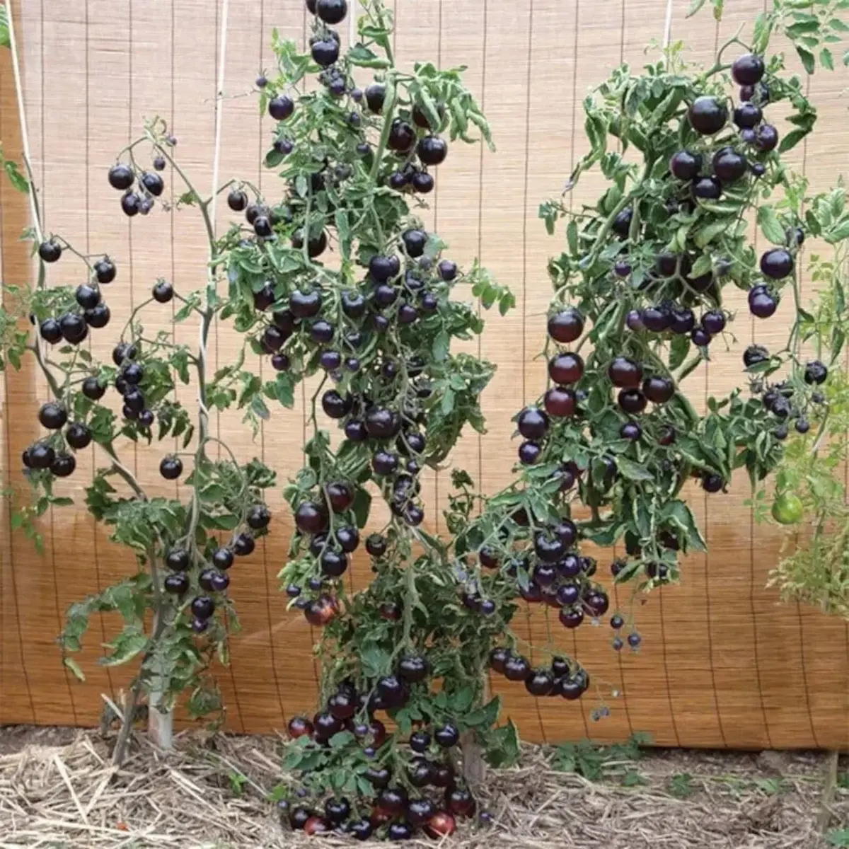 100 Rare European Black Cherry Tomato Seeds