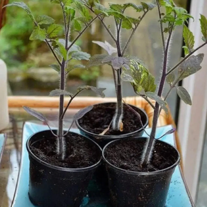 100 Rare European Black Cherry Tomato Seeds