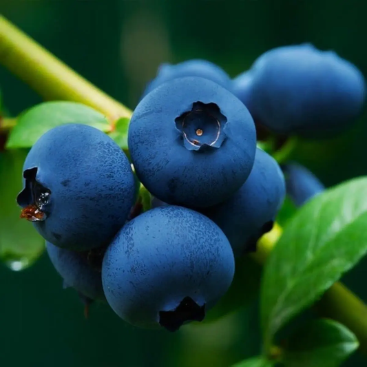 200 European Blueberry (Bilberry) Vaccinium myrtillus Heirloom Seeds