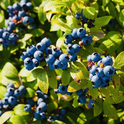 200 European Blueberry (Bilberry) Vaccinium myrtillus Heirloom Seeds