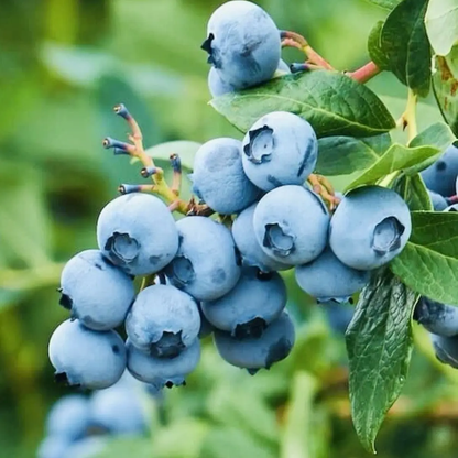 200 European Blueberry (Bilberry) Vaccinium myrtillus Heirloom Seeds