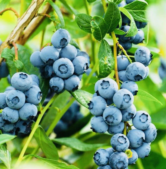 200 European Blueberry (Bilberry) Vaccinium myrtillus Heirloom Seeds