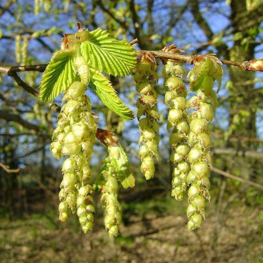 Close-up of green catkins and fresh leaves on a tree branch outdoors, with blurred trees and blue sky in the background.