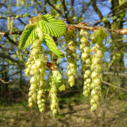 Close-up of green catkins and fresh leaves on a tree branch outdoors, with blurred trees and blue sky in the background.