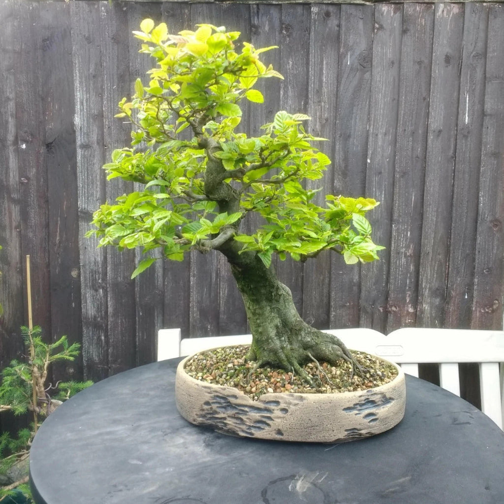 20 European Hornbeam Carpinus betulus seeds for growing hedges and landscape trees.  HarvestNest Seeds
