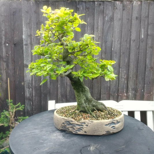 20 European Hornbeam Carpinus betulus seeds for growing hedges and landscape trees.  HarvestNest Seeds
