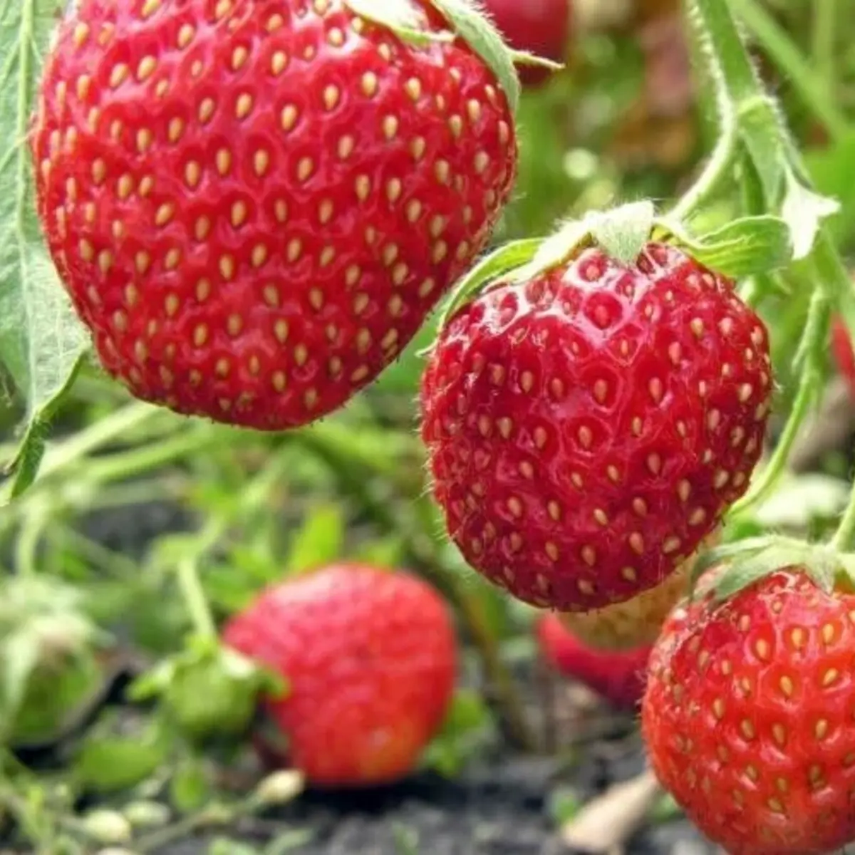 Red strawberries growing on a plant with a blurred green background - HarvestNest Seeds