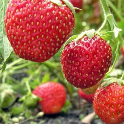 Red strawberries growing on a plant with a blurred green background - HarvestNest Seeds