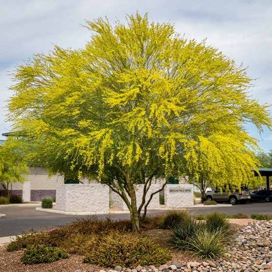 Mature Mexican Palo Verde tree with vibrant yellow blooms in desert landscape. HarvestNest Seeds