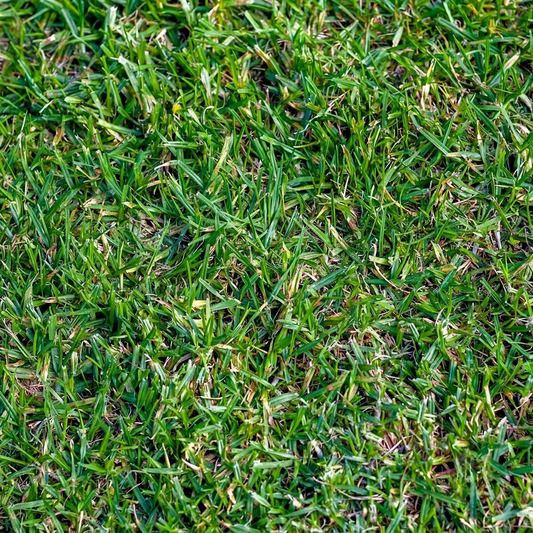 Close-up of healthy green grass blades, perfect for lush lawns and garden growth. HarvestNest Seeds