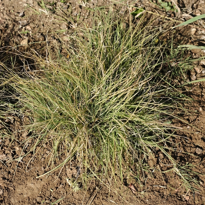 100 Buffalo Grass Seeds – Native, Drought-Tolerant Lawn Grass