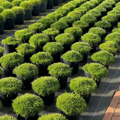 Dense green potted plants in rows at nursery, ready for sale or landscaping. HarvestNest Seeds