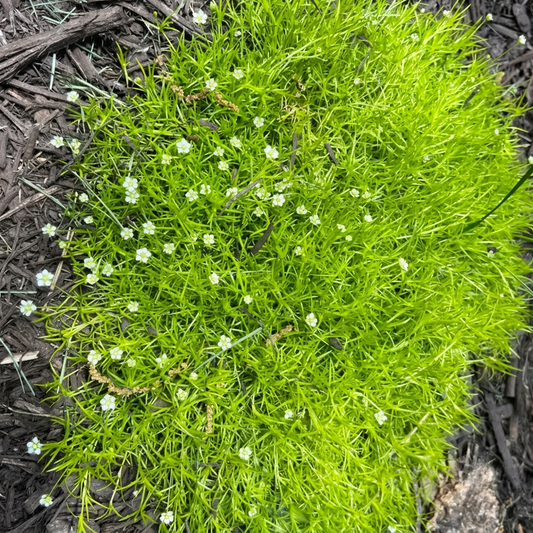 250 Irish Moss Pearlwort Seeds – Sagina subulata