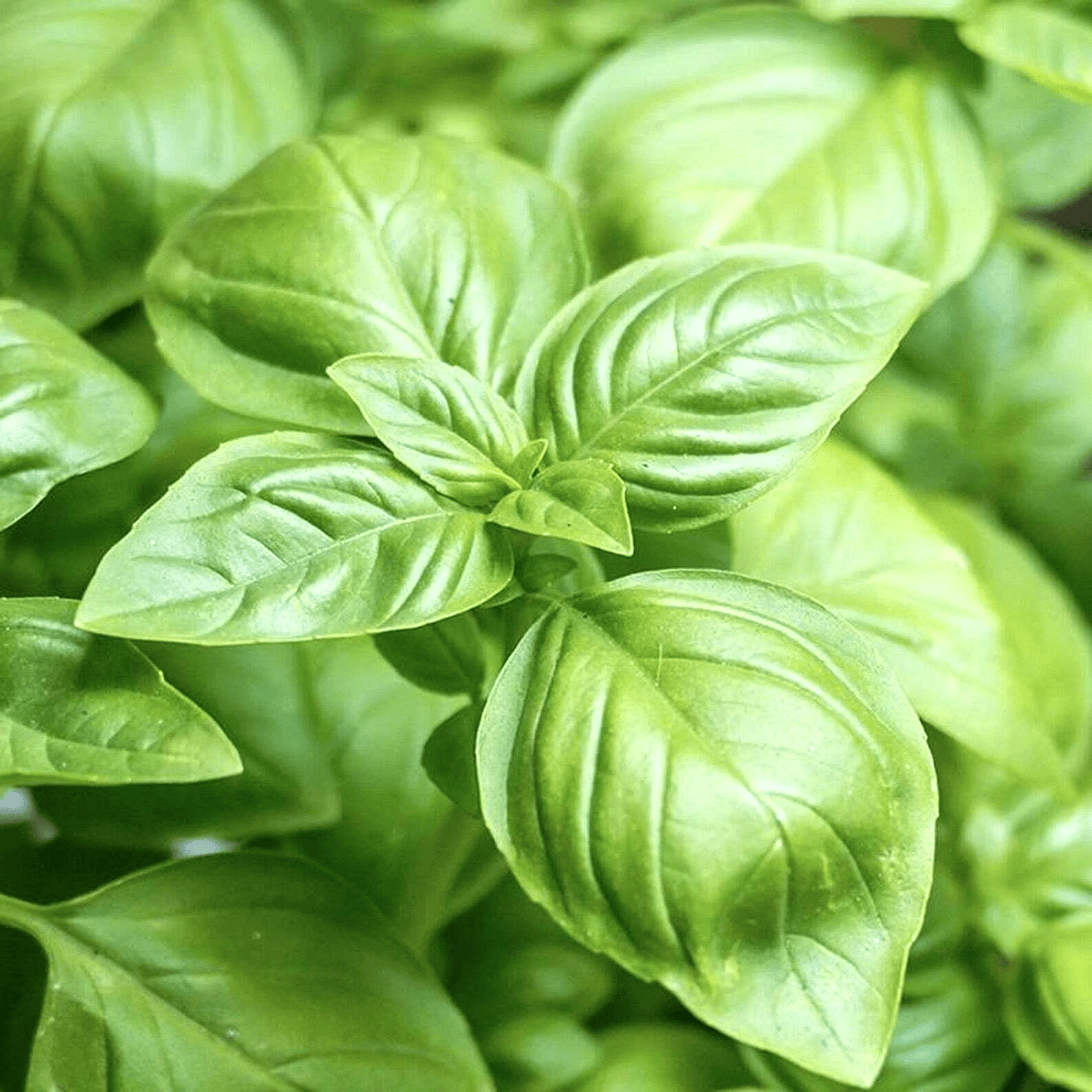 Close-up of fresh green basil leaves - HarvestNest Seeds