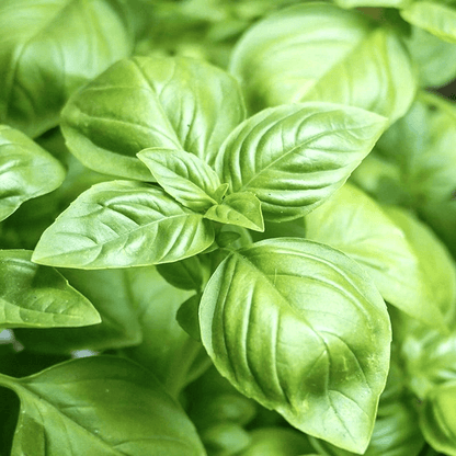 Close-up of fresh green basil leaves - HarvestNest Seeds