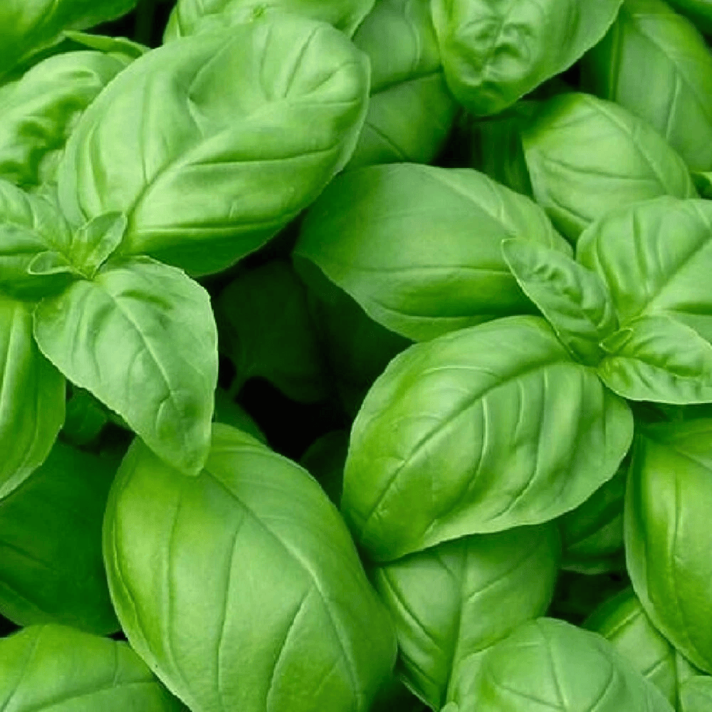 Close-up of fresh green basil leaves - HarvestNest Seeds