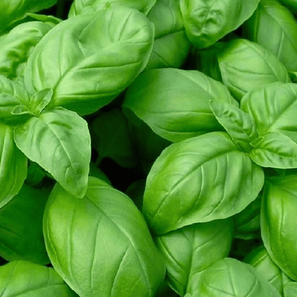 Close-up of fresh green basil leaves - HarvestNest Seeds