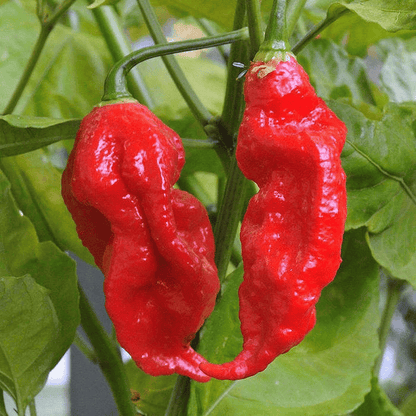 Ghost Pepper Seeds – Bhut Jolokia Super Hot Chili_1