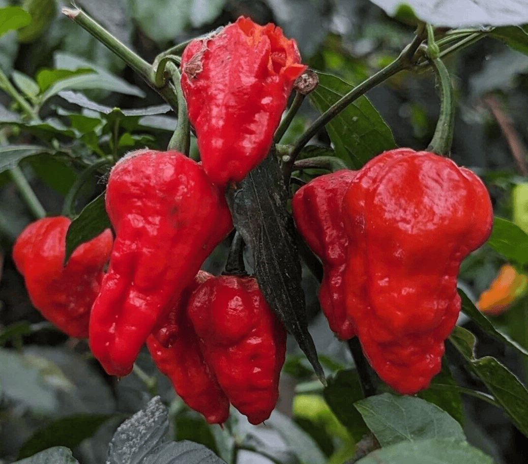 Ghost Pepper Seeds – Bhut Jolokia Super Hot Chili_2