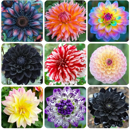 100 Giant Dahlia Dinner Plate Seeds – Massive 10–12" Blooms Mix