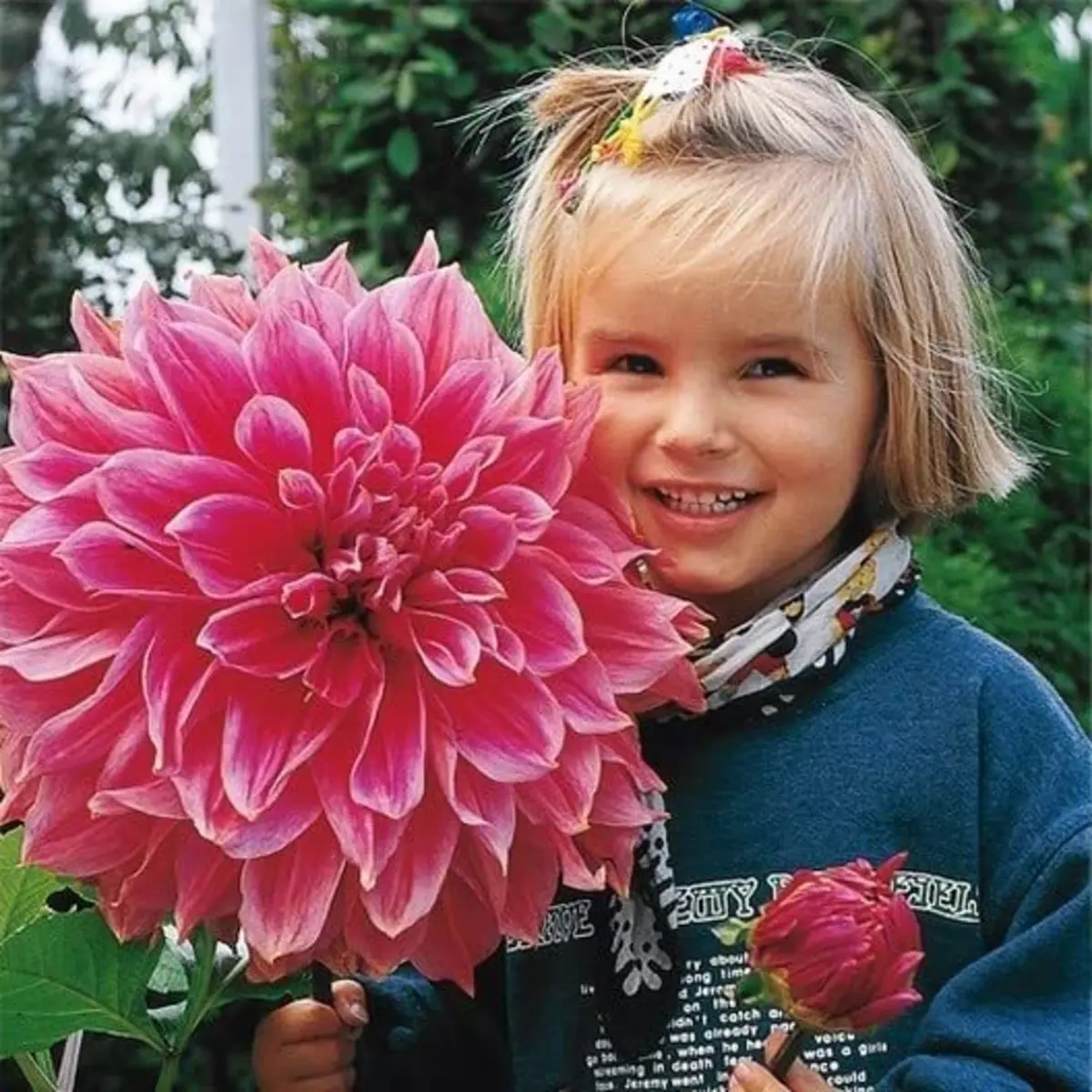 100 Giant Dahlia Dinner Plate Seeds – Massive 10–12" Blooms Mix