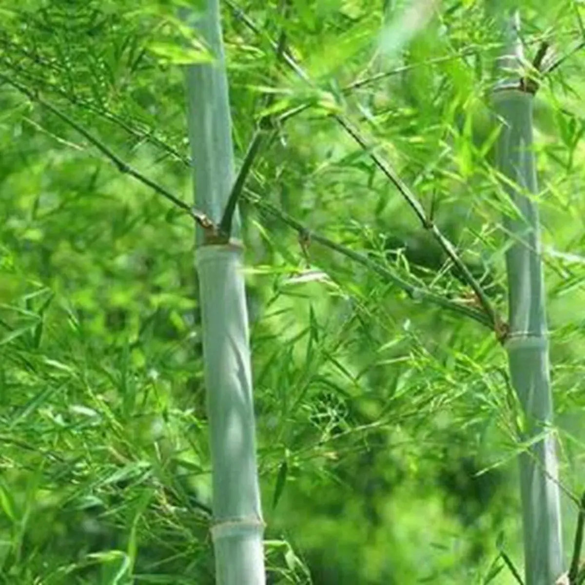 50 Giant Moso Bamboo Seeds - Phyllostachys Edulis