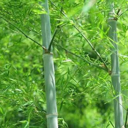 50 Giant Moso Bamboo Seeds - Phyllostachys Edulis