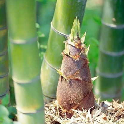 50 Giant Moso Bamboo Seeds - Phyllostachys Edulis