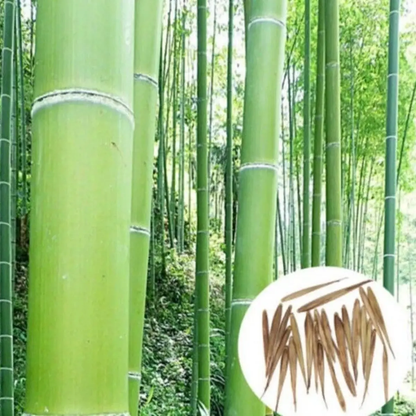 50 Giant Moso Bamboo Seeds - Phyllostachys Edulis