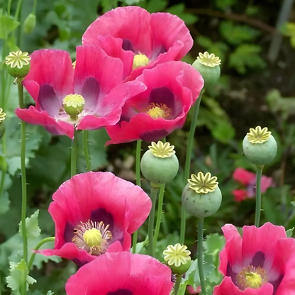 Pink poppies with green stems and yellow centers in a garden setting - HarvestNest Seeds