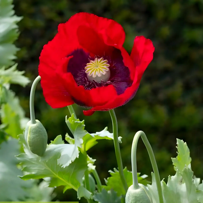 1500 Giant Poppy - Papaver Somniferum Seeds