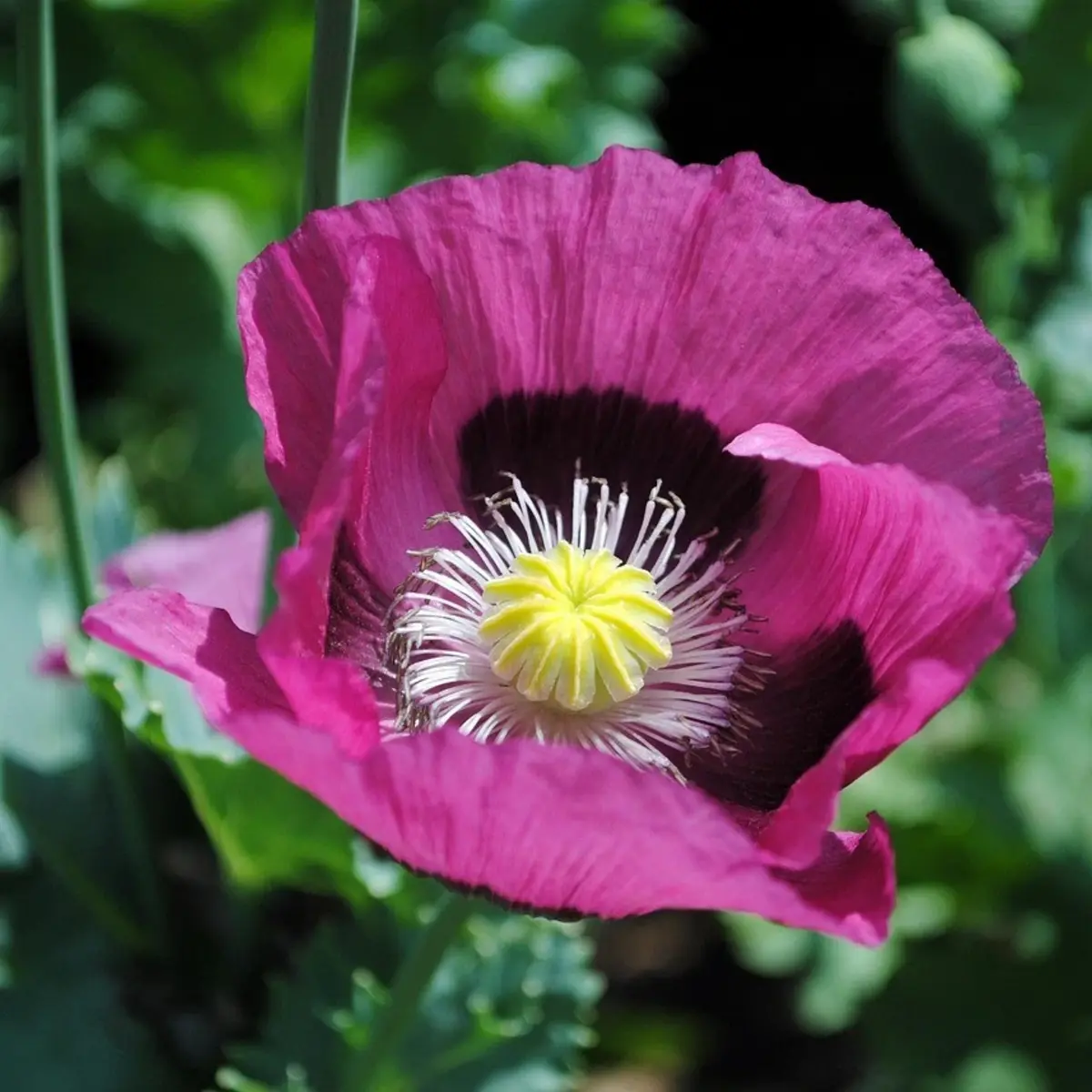 1500 Giant Poppy - Papaver Somniferum Seeds