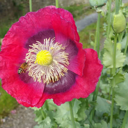 1500 Giant Poppy - Papaver Somniferum Seeds