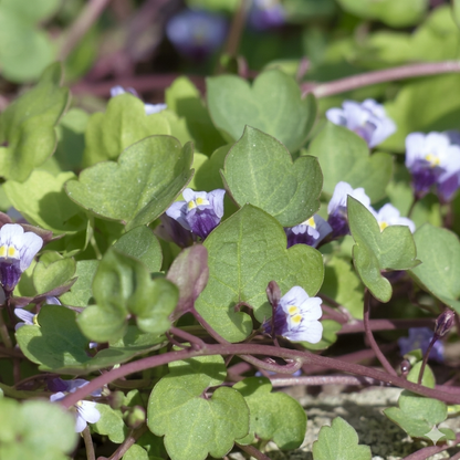 10 Ground Ivy Seeds – Glechoma hederacea
