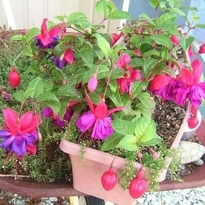 50 Hardy Fuchsia Seeds – Fuchsia magellanica
