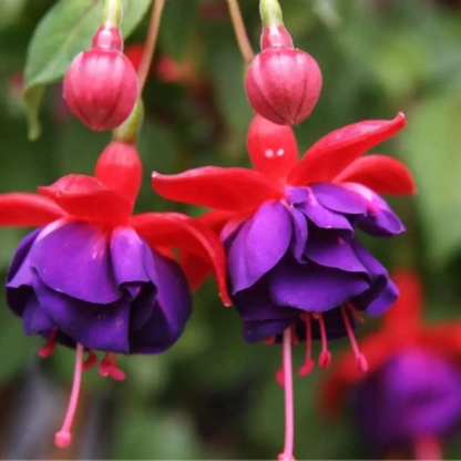 50 Hardy Fuchsia Seeds – Fuchsia magellanica