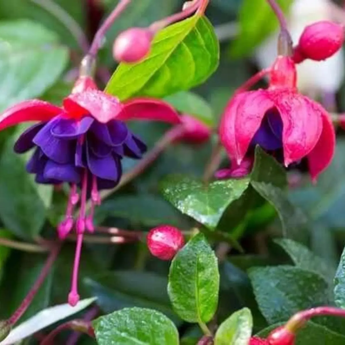 50 Hardy Fuchsia Seeds – Fuchsia magellanica