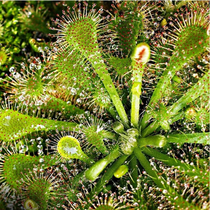 1 Spoonleaf Sundew Carnivorous Live Plant – Drosera spathulata | 3–8" Tall