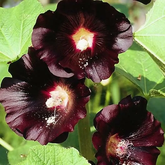 50 Hollyhock ‘Nigra’ (Alcea rosea) Seeds – Deep Red to Nearly Black Heirloom – Non-GMO
