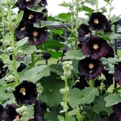 50 Hollyhock ‘Nigra’ (Alcea rosea) Seeds – Deep Red to Nearly Black Heirloom – Non-GMO