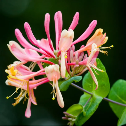 60 Honeysuckle Vine Seeds | Fragrant Climbing Flower | Pollinator-Friendly
