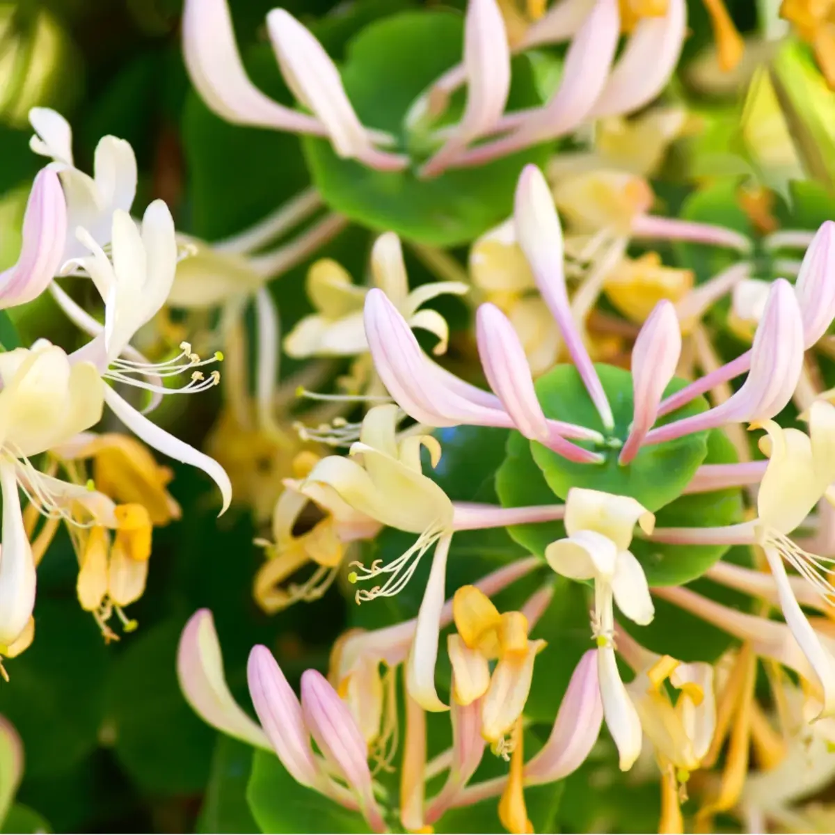 60 Honeysuckle Vine Seeds | Fragrant Climbing Flower | Pollinator-Friendly