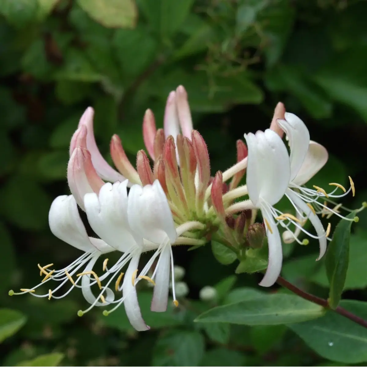 60 Honeysuckle Vine Seeds | Fragrant Climbing Flower | Pollinator-Friendly