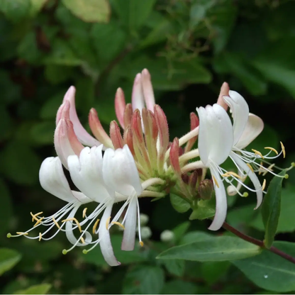 60 Honeysuckle Vine Seeds | Fragrant Climbing Flower | Pollinator-Friendly