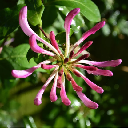 60 Honeysuckle Vine Seeds | Fragrant Climbing Flower | Pollinator-Friendly