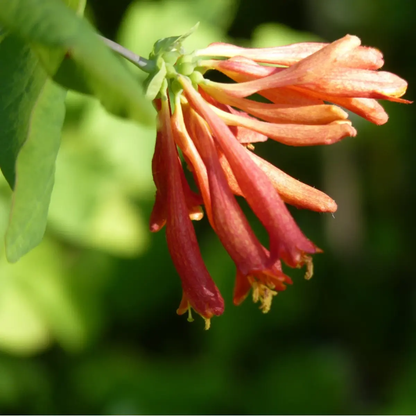 60 Honeysuckle Vine Seeds | Fragrant Climbing Flower | Pollinator-Friendly